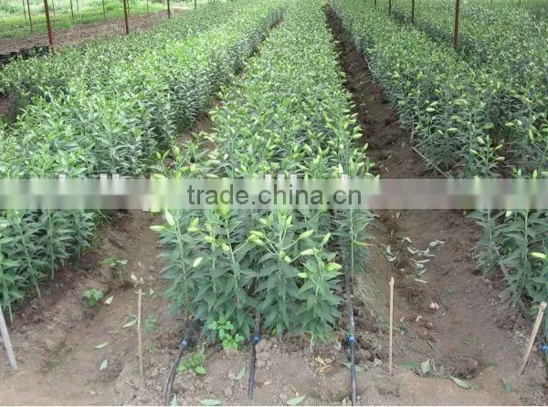 Drip Irrigation Tape With Double Line photo-6