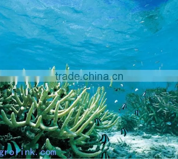 Humic Acid+Amino Acid Granular photo-5