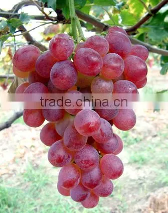 Chinese Liquid Humic Acid With Chelated Microelements Npk Manufacturers photo-5