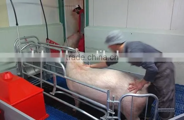 Breeding Pig Corral for Pig Farrowing Crate photo-4