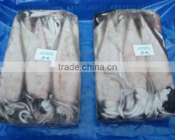 Squid Loligo photo-3