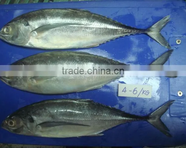 Horse Mackerel Size 4/6/ Horse Mackerel Fish photo-4
