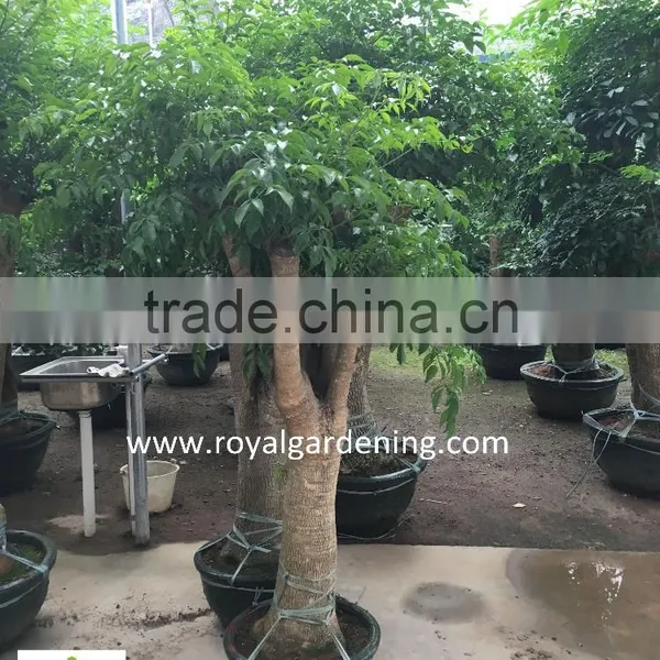 Heteropanax Fragrans High 1-2m photo-4