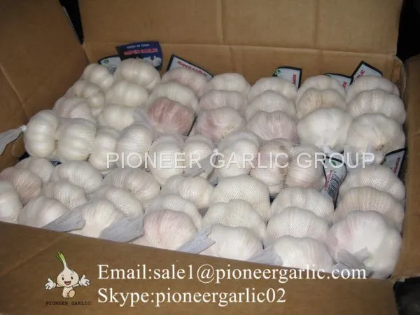 New Crop Natural Fresh Jinxiang Shandong Normal White Garlic photo-4