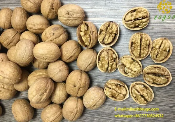 Xin2 Walnut Inshell