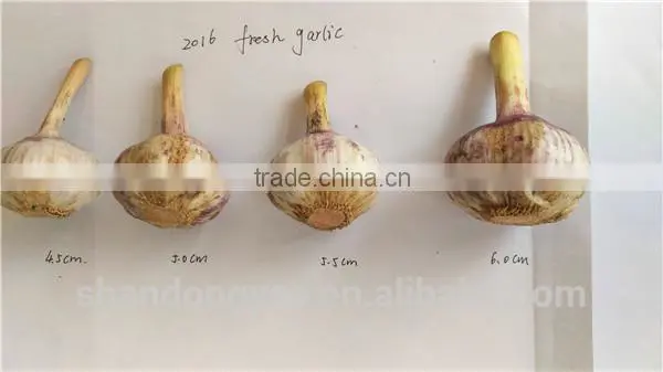 Factory Price Chinese Natural Red Garlic(normal White Garlic, Purple Garlic, White Garlic) photo-2