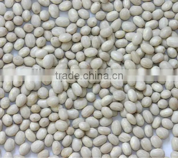 Round White Kidney Beans
