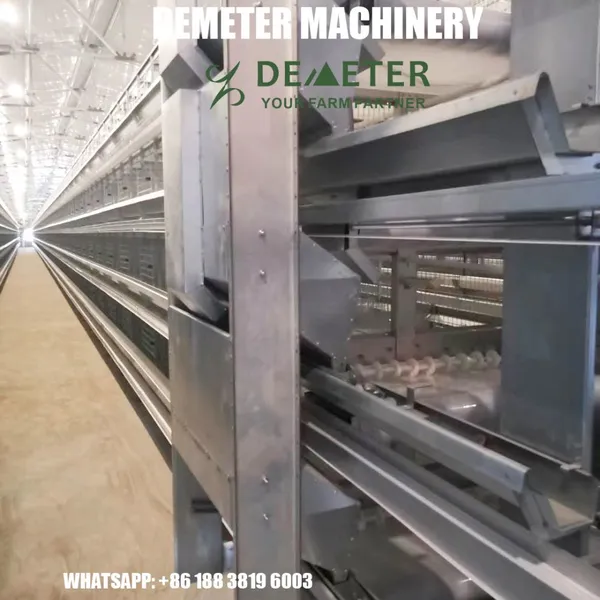 Poultry Farming (Layer Chicken Farming With Cage and Nipple Drinking System ) photo-4