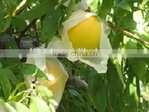 2 Layers Fruit Protection Pear Bag for Growing photo-4
