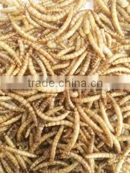 Bulk Dried Mealworms