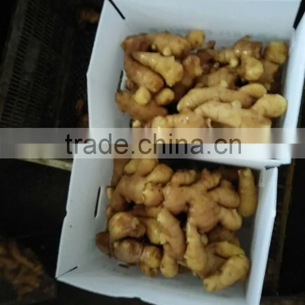 PVC BOXES FRESH GINGER photo-4