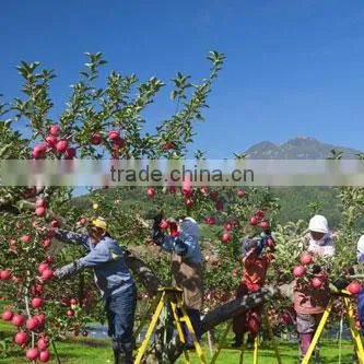 Fresh Red Delicious Apple Apple Brand YiTian photo-6
