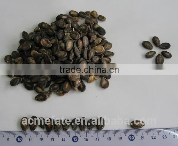 Black Watermelon Seeds B Grade in Low Price photo-5