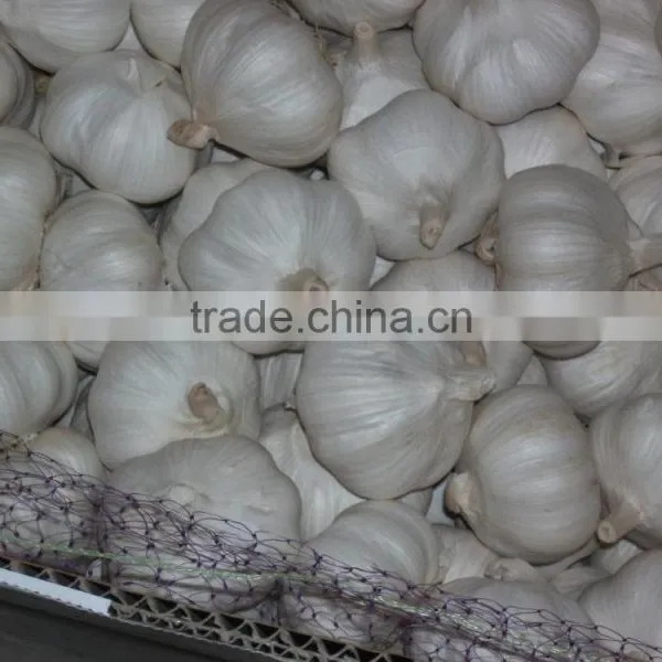 New Crop Fresh Garlic photo-2