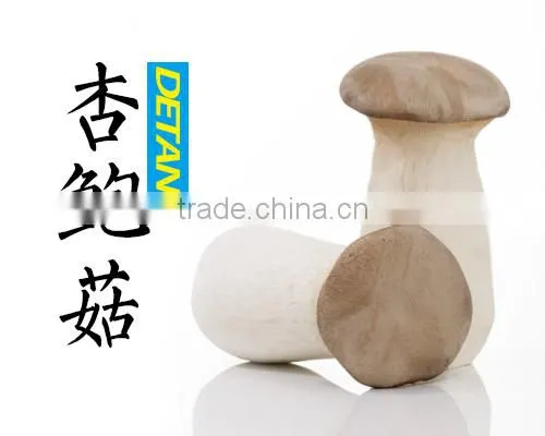 Dried Pleurotus Eryngii Mushroom Manufacturer in China photo-3