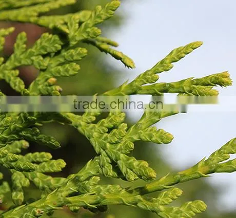 CEDAR LEAF OIL photo-3