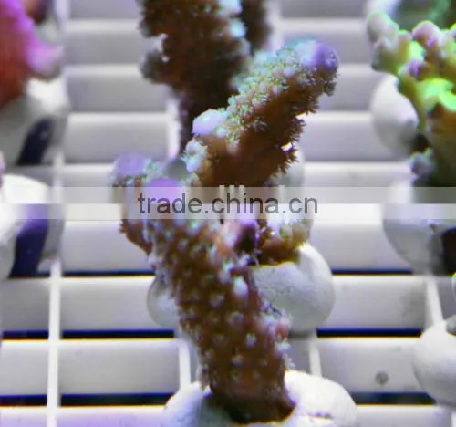 ESUN Polycaprolactone (polymorph)for Coral Reef Frag Glue Application in Aquarium photo-2
