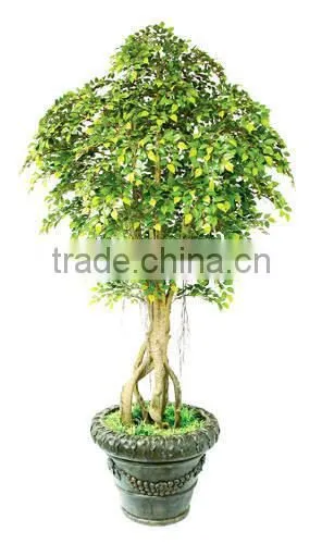 SJ2001022 Small Potted Foliage Banyan Tree Landscaping Decoraative Garden Tree photo-6