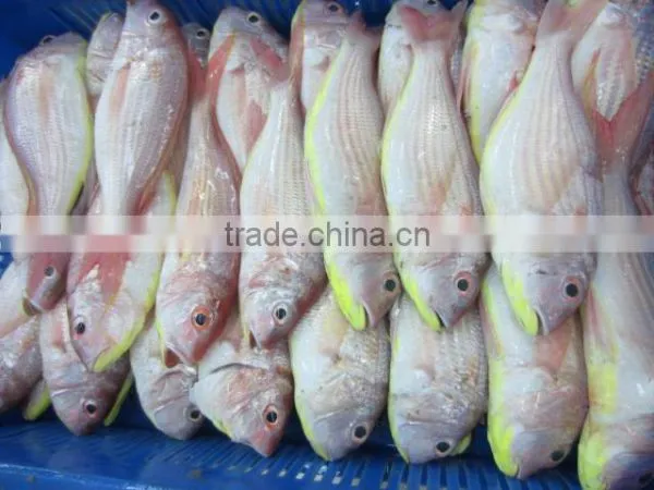 Frozen Japanese Threadfin Bream photo-2