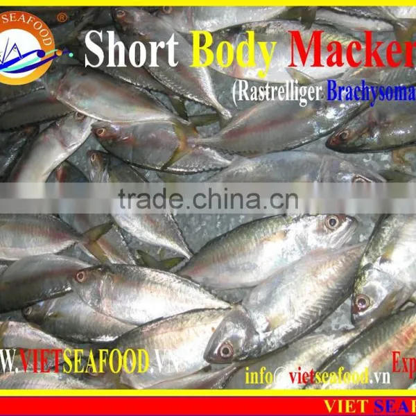 FROZEN SHORT BODY MACKEREL WHOLE ROUND photo-4