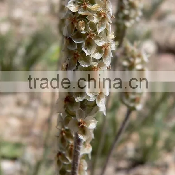 Psyllium Seed
