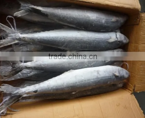 2015 Frozen Spanish Mackerel Whole Round photo-4