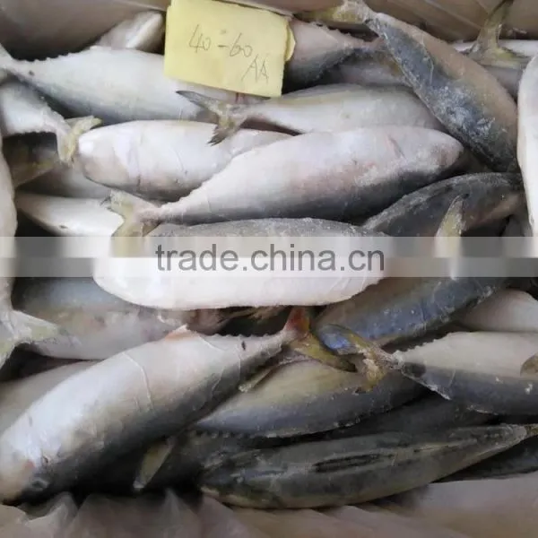 Supply Frozen Indian Mackerel photo-3