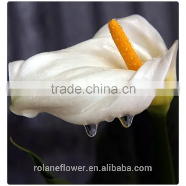 2016 Fashion Graceful White Calla Lily Flower to Express Global photo-3