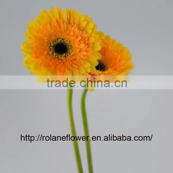 Cheap And Good High Quality Gerbera Flowers Yellow Color For Mother's Day - Champagne photo-3