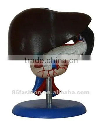 Plastic Medical Model