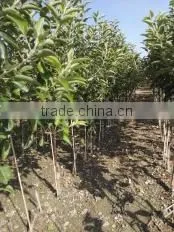 Fiber Reinforced Plastic FRP Stake for Nursery Fruit Trees photo-6