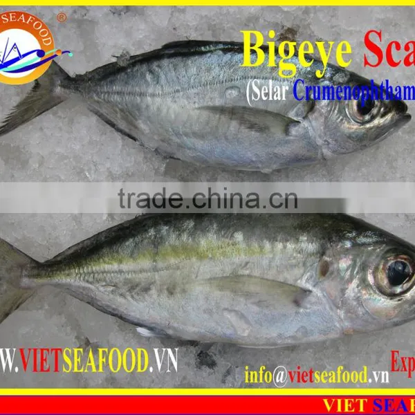 FROZEN BIGEYE SCAD WHOLE ROUND photo-2