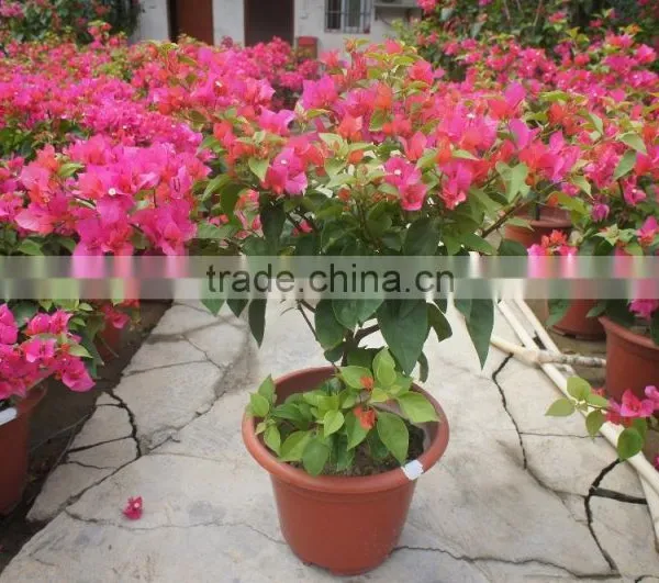 Bougainvillea Spectabilis photo-4
