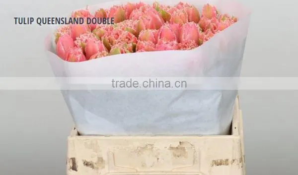 TULIP QUEENSLAND DOUBLE