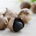 Fermentation Box Black Garlic Improves Lipids photo-2