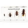 QF Educational Embedded Specimen Plastomount Teaching Specimen - Life Cycle of Cockroach