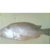 Chilled/Fresh Red Snapper