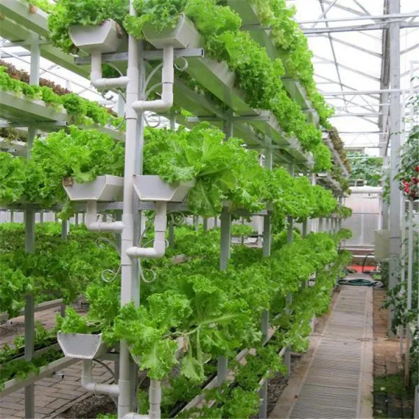 Plastic Film Greenhouse for Saudi Arabia for Vegetable Production photo-5