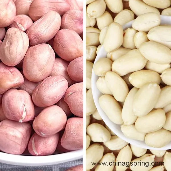Industrial Wet Peeler Machine Nuts Peeling Machine Automatic Peanut Red Skin Peeling Machine for Peanut Processing photo-4