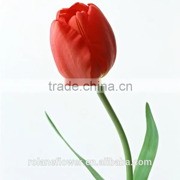 Graduation Occasion Natural Flowers Red Mini Tulip With High Quality photo-6