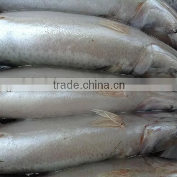 Grade A WR Frozen Mackerel 300-400g. photo-4