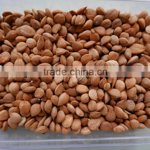 Zhangjiakou Origin Bitter Apricot Kernel for Sale photo-2