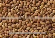 Alfalfa Seed In Forage Seed photo-5