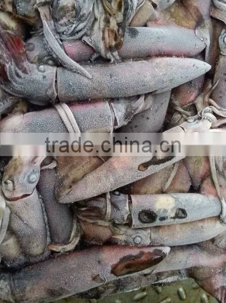 Frozen Squid and Todarodes Pacificus photo-2