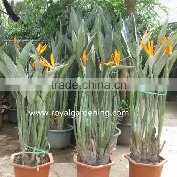 Strelitzia Reginae Bird Of Paradise Crane Flower photo-2