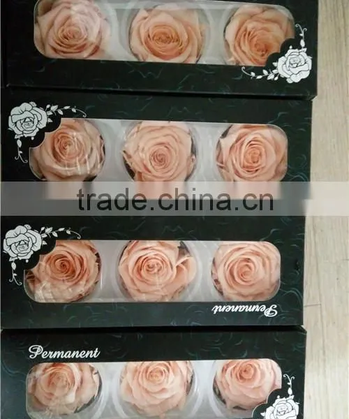 Everlasting Rose A Grade 6 to 7 cm Preserved Rose From Yunnan photo-5