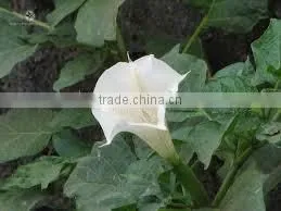 Datura Stramonium Extract photo-4