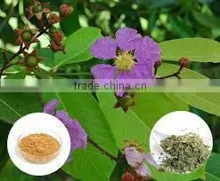 Banaba Extract photo-2