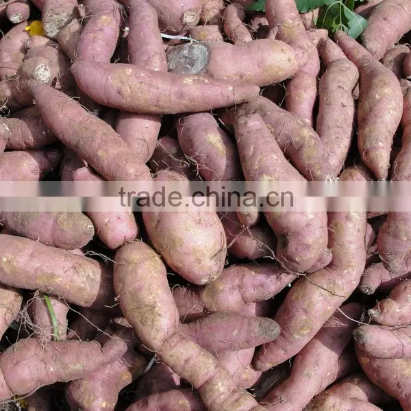 Frozen Sweet Purple Potato From Vietnam/ Purple Yam photo-2