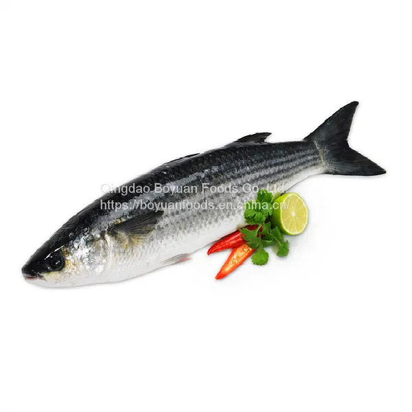 Pangasius